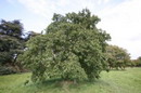 توسکای ییلاقی